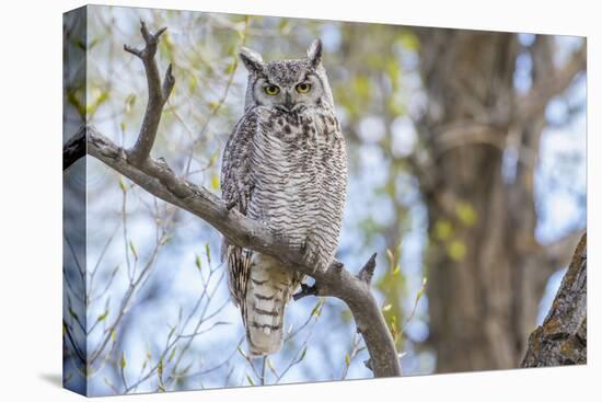 USA, Wyoming,  Great Horned Owl perches on a cottonwood tree.-Elizabeth Boehm-Premier Image Canvas