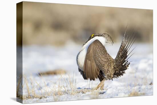 USA, Wyoming, Greater Sage Grouse Strutting on Lek in Snow-Elizabeth Boehm-Premier Image Canvas