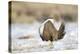 USA, Wyoming, Greater Sage Grouse Strutting on Lek in Snow-Elizabeth Boehm-Premier Image Canvas