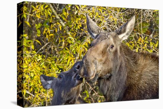 USA, Wyoming, Headshot of Cow and Calf Moose Nuzzling Each Other-Elizabeth Boehm-Premier Image Canvas