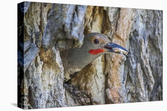 Usa, Wyoming, Lincoln County, a Northern Flicker removes a fecal sac from the nest-Elizabeth Boehm-Premier Image Canvas