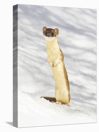 USA, Wyoming, Long Tailed Weasel Standing on Hind Legs on Snowdrift-Elizabeth Boehm-Premier Image Canvas