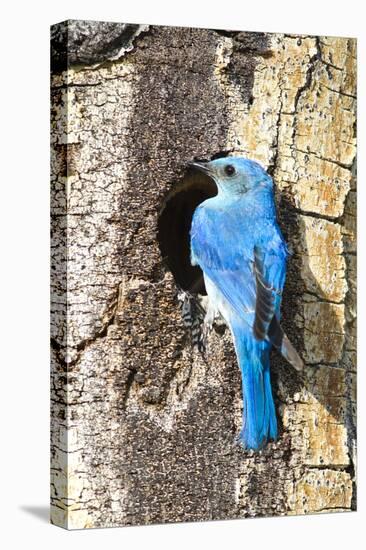 USA, Wyoming, Male Mountain Bluebird at Cavity Nest in Aspen Tree-Elizabeth Boehm-Premier Image Canvas