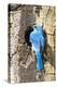 USA, Wyoming, Male Mountain Bluebird at Cavity Nest in Aspen Tree-Elizabeth Boehm-Premier Image Canvas