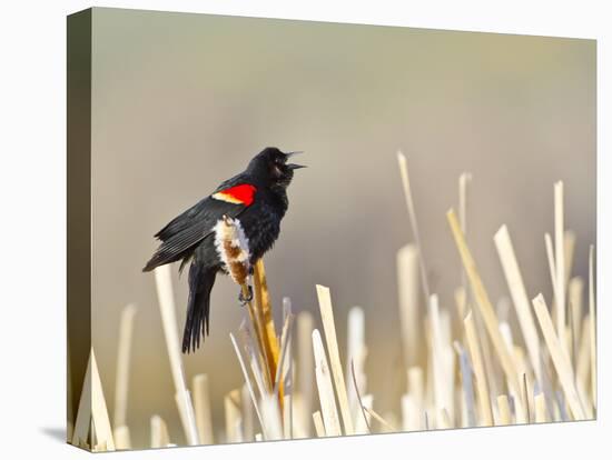 USA, Wyoming, Male Red Winged Blackbird Singing on Cattail Stalk-Elizabeth Boehm-Premier Image Canvas