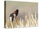 USA, Wyoming, Male Red Winged Blackbird Singing on Cattail Stalk-Elizabeth Boehm-Premier Image Canvas