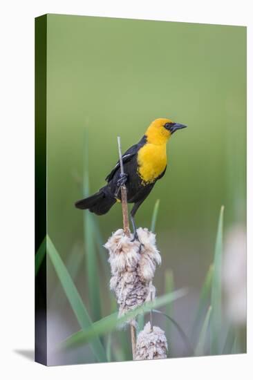 USA, Wyoming, male Yellow-headed Blackbird perches on dried cattails-Elizabeth Boehm-Premier Image Canvas