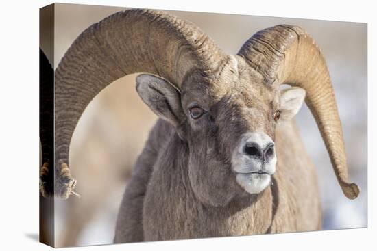 USA, Wyoming, National Elk Refuge, Bighorn Sheep Ram Head Shot-Elizabeth Boehm-Premier Image Canvas