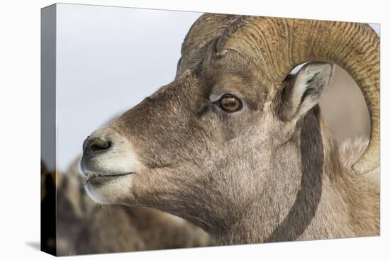 USA, Wyoming, National Elk Refuge, Bighorn sheep ram-Elizabeth Boehm-Premier Image Canvas