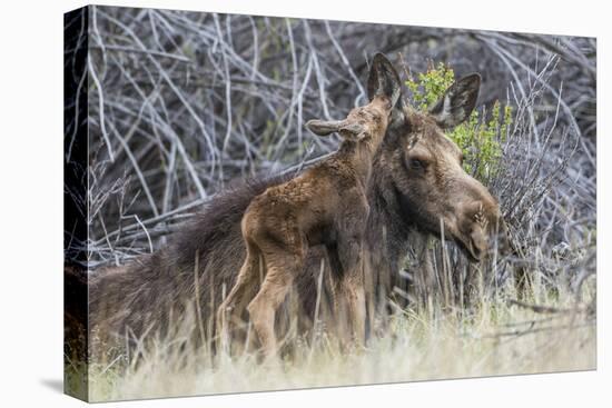 USA, Wyoming, newborn moose calf nuzzles it's mother in a willow patch.-Elizabeth Boehm-Premier Image Canvas