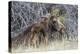 USA, Wyoming, newborn moose calf nuzzles it's mother in a willow patch.-Elizabeth Boehm-Premier Image Canvas