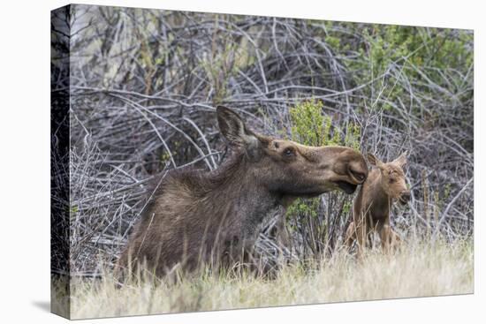 USA, Wyoming, newborn moose calf tries to stand with it's mother nuzzling-Elizabeth Boehm-Premier Image Canvas