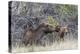 USA, Wyoming, newborn moose calf tries to stand with it's mother nuzzling-Elizabeth Boehm-Premier Image Canvas