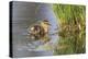 USA, Wyoming, newly hatched Cinnamon Teal duckling swims on a pond.-Elizabeth Boehm-Premier Image Canvas