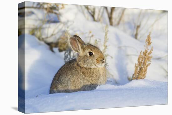 USA, Wyoming, Nuttalls Cottontail Rabbit Sitting in Snow-Elizabeth Boehm-Premier Image Canvas