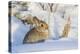 USA, Wyoming, Nuttalls Cottontail Rabbit Sitting in Snow-Elizabeth Boehm-Premier Image Canvas