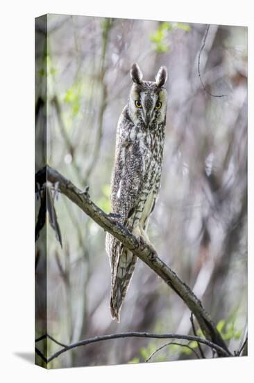 USA, Wyoming, Pinedale, A Male Long-eared Owl roosts in an aspen grove-Elizabeth Boehm-Premier Image Canvas