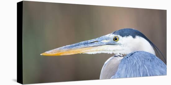 USA, Wyoming, Pinedale, Great Blue Heron portrait taken on a wetland pond.-Elizabeth Boehm-Premier Image Canvas