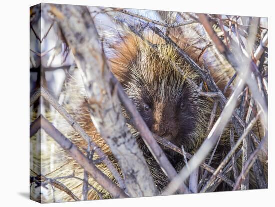 USA, Wyoming, porcupine sits in a willow tree in February.-Elizabeth Boehm-Premier Image Canvas