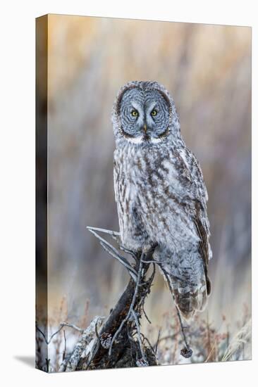 USA, Wyoming, Portrait of Great Gray Owl on Perch-Elizabeth Boehm-Premier Image Canvas