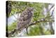 USA, Wyoming,  recently fledged Great Horned Owl roosts in a cottonwood tree.-Elizabeth Boehm-Premier Image Canvas