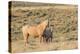 USA, Wyoming. Red Desert, Palomino mare and her foal.-Elizabeth Boehm-Premier Image Canvas