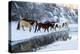 USA, Wyoming, Shell, Horses Crossing the Creek-Hollice Looney-Premier Image Canvas