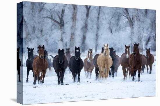 USA, Wyoming, Shell, Horses in the Cold-Hollice Looney-Premier Image Canvas