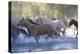 USA, Wyoming, Shell, The Hideout Ranch, Herd of Horses Cross the River-Hollice Looney-Premier Image Canvas