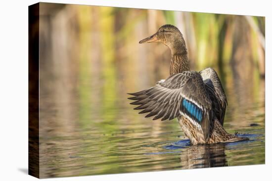Usa, Wyoming, Sublette County, a Mallard stretches it's wings while sitting on a pond.-Elizabeth Boehm-Premier Image Canvas