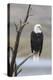 USA, Wyoming, Sublette County. Adult Bald Eagle sitting on a snag above Soda Lake.-Elizabeth Boehm-Premier Image Canvas