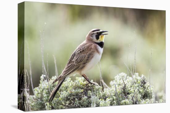 USA, Wyoming, Sublette County. Adult Horned Lark sings from the top of a sage brush in Spring.-Elizabeth Boehm-Premier Image Canvas