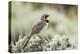 USA, Wyoming, Sublette County. Adult Horned Lark sings from the top of a sage brush in Spring.-Elizabeth Boehm-Premier Image Canvas