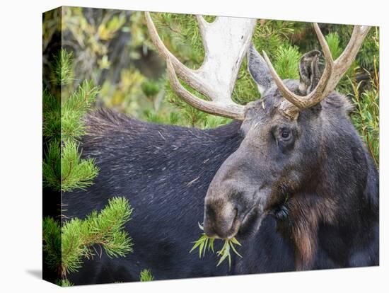 USA, Wyoming, Sublette County. Bull moose eats from a willow bush-Elizabeth Boehm-Premier Image Canvas