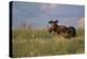 USA, Wyoming, Sublette County. Bull moose stands in tall grasses at evening light.-Elizabeth Boehm-Premier Image Canvas