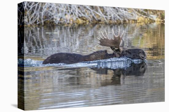 USA, Wyoming, Sublette County, Bull Moose Swimming in Pond-Elizabeth Boehm-Premier Image Canvas