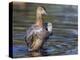 USA, Wyoming, Sublette County. Cinnamon Teal stretches its wings on a pond-Elizabeth Boehm-Premier Image Canvas