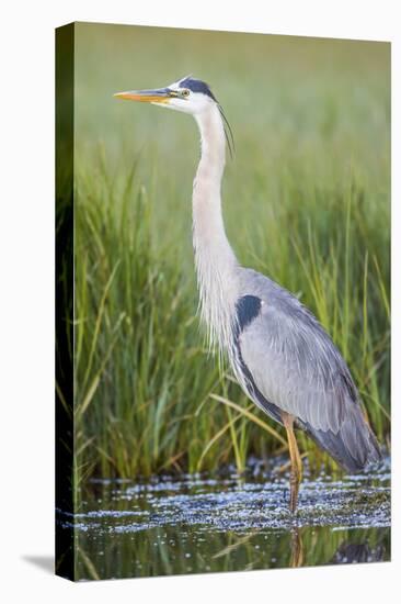 USA, Wyoming, Sublette County. Great Blue Heron standing in a wetland full of sedges in Summer.-Elizabeth Boehm-Premier Image Canvas