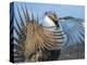 USA, Wyoming, Sublette County. Greater Sage Grouse male stretching his wings.-Elizabeth Boehm-Premier Image Canvas
