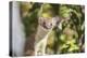 USA, Wyoming, Sublette County, Long-Tailed Weasel-Elizabeth Boehm-Premier Image Canvas