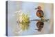 USA, Wyoming, Sublette County, Male Cinnamon Teal Reflected in Pond-Elizabeth Boehm-Premier Image Canvas