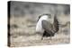 USA, Wyoming, Sublette County. Male Greater Sage Grouse struts on a lek in Spring.-Elizabeth Boehm-Premier Image Canvas