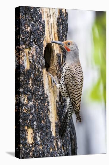 USA, Wyoming, Sublette County. Male Northern Flicker sitting at the entrance to it's cavity nest.-Elizabeth Boehm-Premier Image Canvas