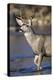 USA, Wyoming, Sublette County, Mule Deer Buck Crossing River-Elizabeth Boehm-Premier Image Canvas