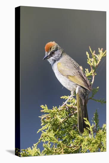 USA, Wyoming, Sublette County. Pinedale, Green-tailed Towhee perched on a juniper branch in the.-Elizabeth Boehm-Premier Image Canvas