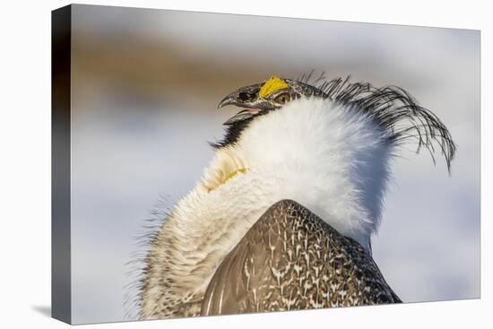 USA, Wyoming, Sublette County. Portrait of a male Greater Sage Grouse displaying-Elizabeth Boehm-Premier Image Canvas