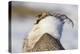 USA, Wyoming, Sublette County. Portrait of a male Greater Sage Grouse displaying-Elizabeth Boehm-Premier Image Canvas