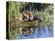 USA, Wyoming, Sublette County. Two ducklings sit on the edge of an island taking a nap.-Elizabeth Boehm-Premier Image Canvas