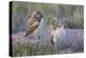 USA, Wyoming, Sublette County. Two young Burrowing owls stand at the edge of their natal burrow-Elizabeth Boehm-Premier Image Canvas