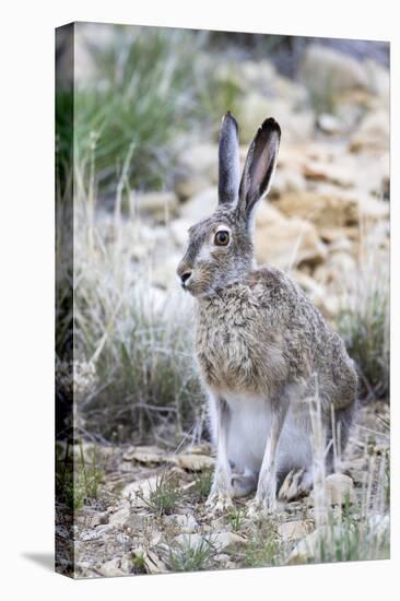 USA, Wyoming, Sublette County. White-tailed Jackrabbit sitting in a rocky habitat.-Elizabeth Boehm-Premier Image Canvas